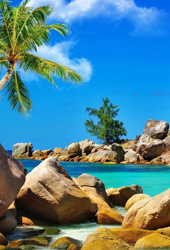 Australian Evolution mobile homepage with tropical coastline and blue ocean